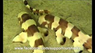 Bamboo Shark Juvenile [upl. by Akamaozu]