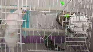 La llegada de Blu asusta a Pioli 🐦 budgies birds funny cute parati viralvideo [upl. by Aidnyc846]