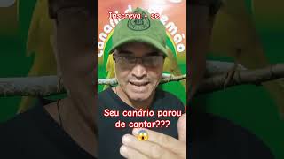 Meu canário parou de cantar [upl. by Melda234]