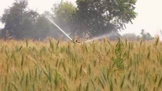 Wheat cultivation in India wheat cultivation video 2018 Cultivation of wheat in India the thaat [upl. by Riggs100]