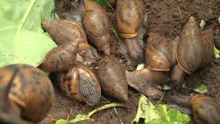 Snail Farm CSIR  Forestry Research Institute of Ghana FORIG [upl. by Klayman]