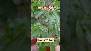 తులసి ప్రయోజనాలు SPGarden28199 medicinalplants garden tulsi [upl. by Denny]