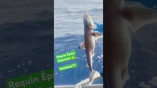 Relâche petit Requin Épine 🦈fishing tuna pesca fish [upl. by Anahs]