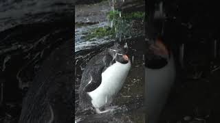 Rockhopper Penguin Takes a Shower Shower  Antarctica  Lindblad Expeditions [upl. by Shiverick]