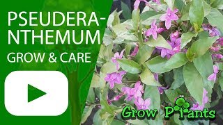 Pseuderanthemum  grow amp care [upl. by Perlman]