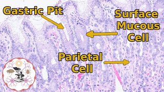 Stomach Histology  From Schematic to Slide [upl. by Eal]