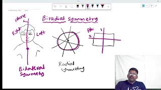 biradial symmetry [upl. by Blum]