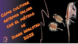 Como criar artemia salina con el método de Diana Walstad [upl. by Ised]