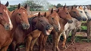 Best funniest horses of the week  Funny And Cute horses Video Compilation 2024 🐴17 [upl. by Iddo]