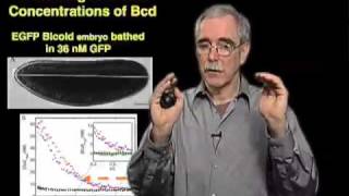 Eric Wieschaus Princeton Part 2 Stability of Morphogen Gradients amp Movement of Molecules [upl. by Gibbons]