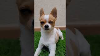 ⚠️NO DESLICES⚠️  chihuahua perros amigochihuahua [upl. by Salomo]