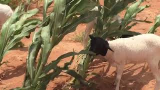 Somali Sheep farm in Burao [upl. by Arraeic]