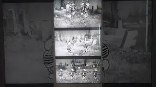 The Skeleton Dance A Vintage Animation Gem disneylandexperience disney [upl. by Ajiak]