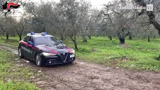 CERIGNOLA E SAN GIOVANNI ROTONDO SORPRESI A RUBARE OLIVE IN AREA RURALE 8 ARRESTI DEI CARABINIERI [upl. by Nonarb]