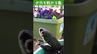 お外を眺めるカメ クサガメつく 日光浴 甲羅干し 警備 爬虫類 亀飼育 Reeves Turtle [upl. by Milka]