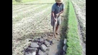 membuat saluran pembuangan drainase sebelum tanam jagung [upl. by Oulman352]