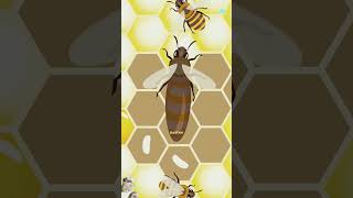 bee amazingfacts tamil honeybee interestingfacts new trending dastan latest facts [upl. by Chandler]