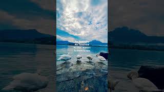 Mute Swans  Luzern Lake  Luzern Switzerland  viralvideo switzerland swan muteswan pilatus [upl. by Acassej]