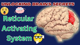 What is the Reticular Activating System [upl. by Airetnahs798]