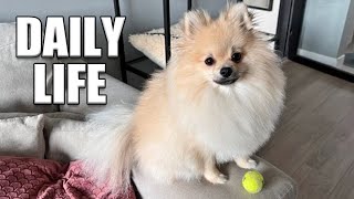 Daily Life Routines  Episode 1  Pomeranian Dog [upl. by Sirrom]