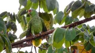 Redlored Parrot Amazona autumnalis [upl. by Adlesirc]