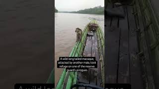 A wild macaque attacked and took refuge on a pirogue [upl. by Nnaasil]