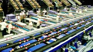 Processing and sorting lines for Apples  UNITEC [upl. by Eerolam]