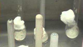 lab yeast video [upl. by Latricia542]