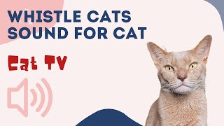 WHISTLE CAT CALL ˶•ﻌ•˵ Sounds that attract cats 🐱 Your cat will come running to you CAT TV [upl. by Utir]