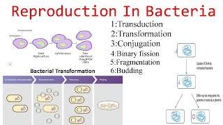 Reproduction In Bacteria How Can Bacteria Reproduce [upl. by Elihu911]