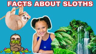 Sloth Facts For Kids Home or Classroom learning All about Sloths [upl. by Saoj]