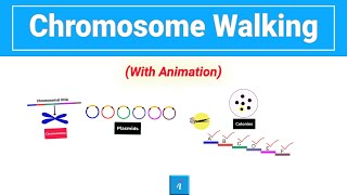 Chromosome Walking Animation [upl. by Zischke]