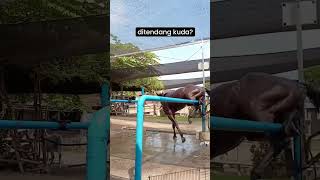 Égua brava😡😤 cavalos cavalo amorporcavalos amocavalos duet horse [upl. by Travax842]