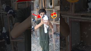 New Male Shirazi Kabootar ak Mada ka liya 🥰👍  shorts viral pigeons [upl. by Aneehsat]