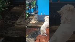 Laikaamp Juli 💕🐕youtubeshorts shortvideo viralvideo [upl. by Septima]