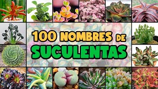 100 PLANTAS SUCULENTAS y su NOMBRE CIENTÍFICO [upl. by Kinimod]