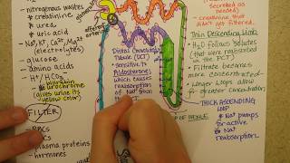 Nephron function Part 2 [upl. by Adolfo]