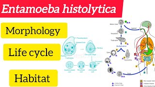 Entamoeba histolytica MorphologyLife cycle Habitat amphabit BSC 3rd year Zoologyhandwritten [upl. by Aicineohp]