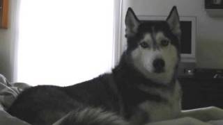 Mishka the Talking Husky Sings  quot I love you quot [upl. by Ardel]