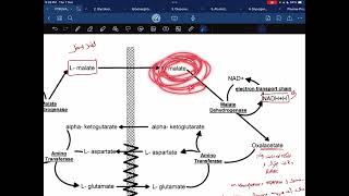 Malate aspartate shuttle [upl. by Allerus942]