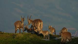 Capra Ibex  Niederhorn  Switzerland  July 2024 [upl. by Mahsih]