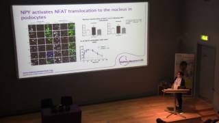 Neuropeptide Y signalling regulates podocyte function and is altered in diabetic nephropathy [upl. by Freddy673]