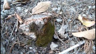 Its Alive Biological Soil Crusts in the Sonoran and Chihuahuan Deserts [upl. by Johathan]