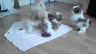 MalShi Pups playing with Mum  7 Weeks Old [upl. by Collyer]