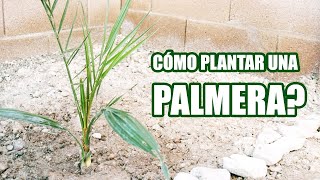 🌴A qué Distancia de la Pared debo Sembrar una PALMERA PALMA de DÁTIL  Cómo sembrar una palmera [upl. by Lena]