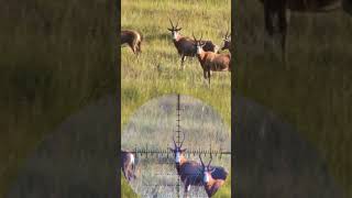 Blesbuck hunting in South Africa slowmo blesbuck [upl. by Sparke]