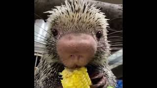 Baby porcupine loves eating corn [upl. by Nivlak]