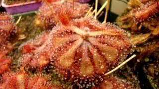 Drosera natalensis  Sundew Carnivorous Plant [upl. by Mastrianni]