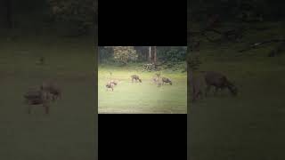 Thekkady and elephant safari 🐘🐘videovlogkeralathekkadyelephantsafariminivlogfun [upl. by Olram]