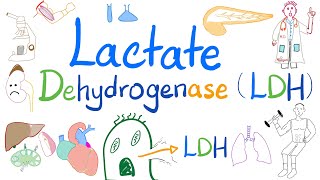 Lactate Dehydrogenase LDH  Organ Damage  Biochemistry Labs Clinical significance [upl. by Yelsnit]